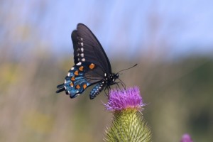 Swallowtail on thistle