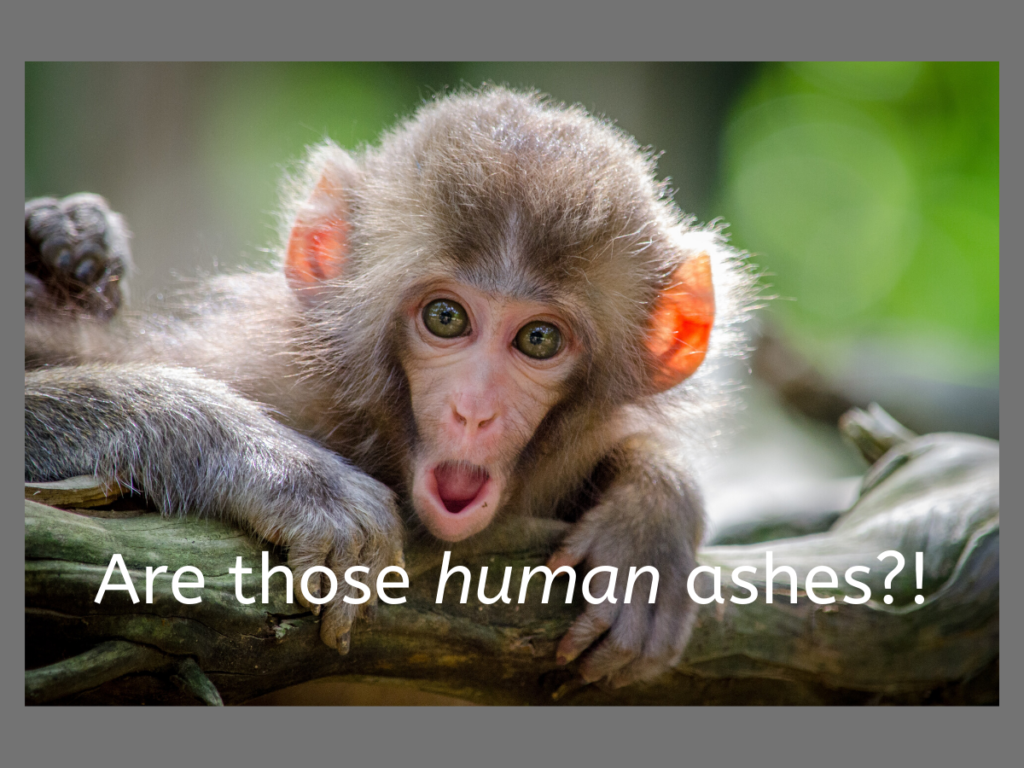 Monkey asking "Are those human ashes?!"