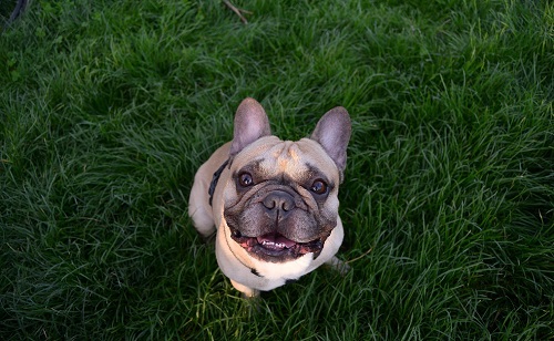 Bulldog in the grass