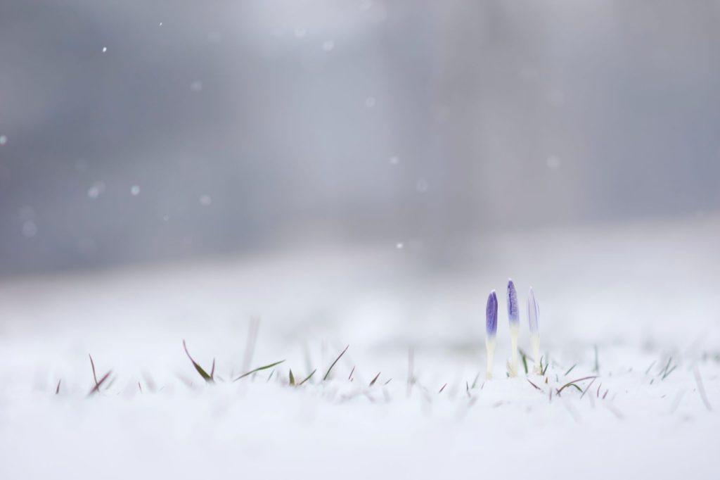 Crocuses emerge in snow