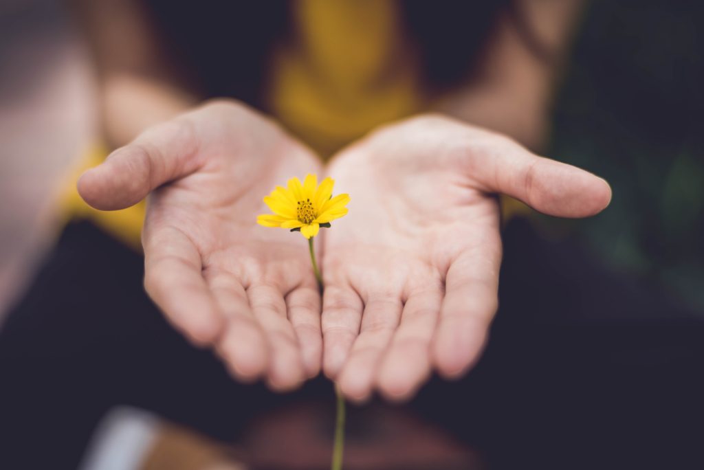 Open hands holding a yellow daisy
