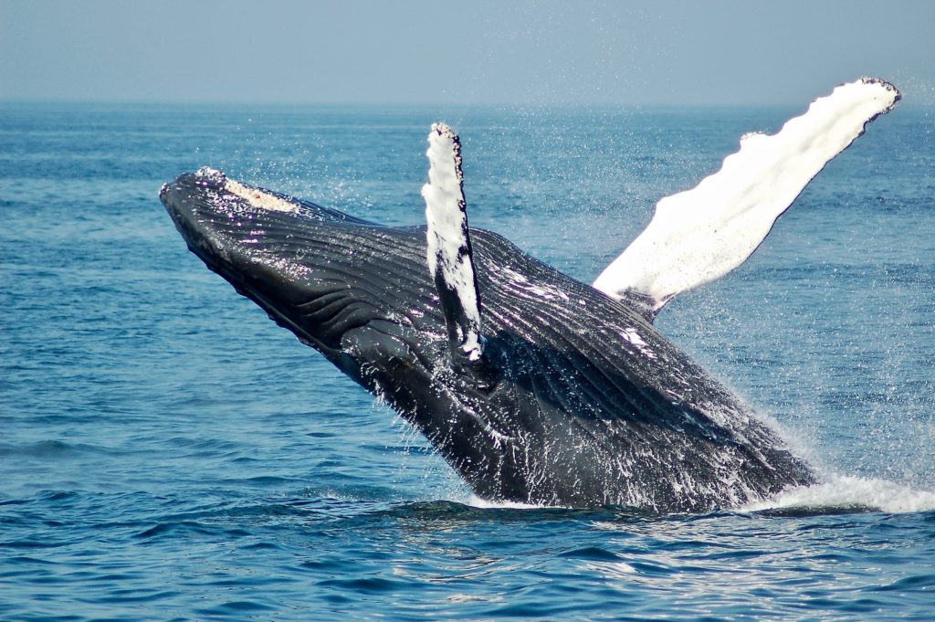 Breaching whale