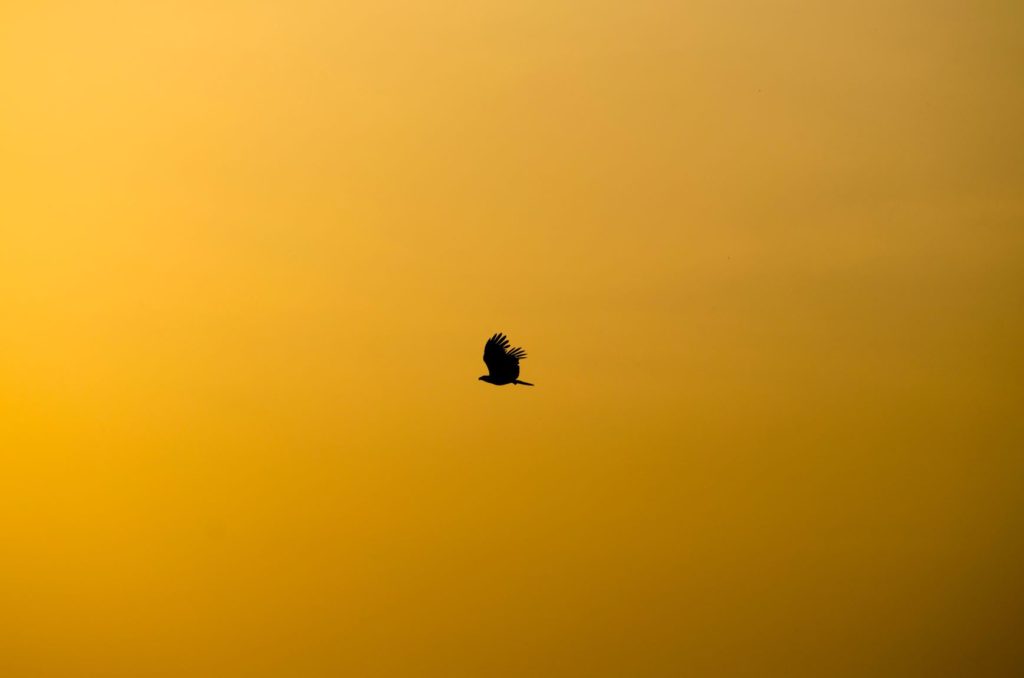 Raptor flying in golden sky