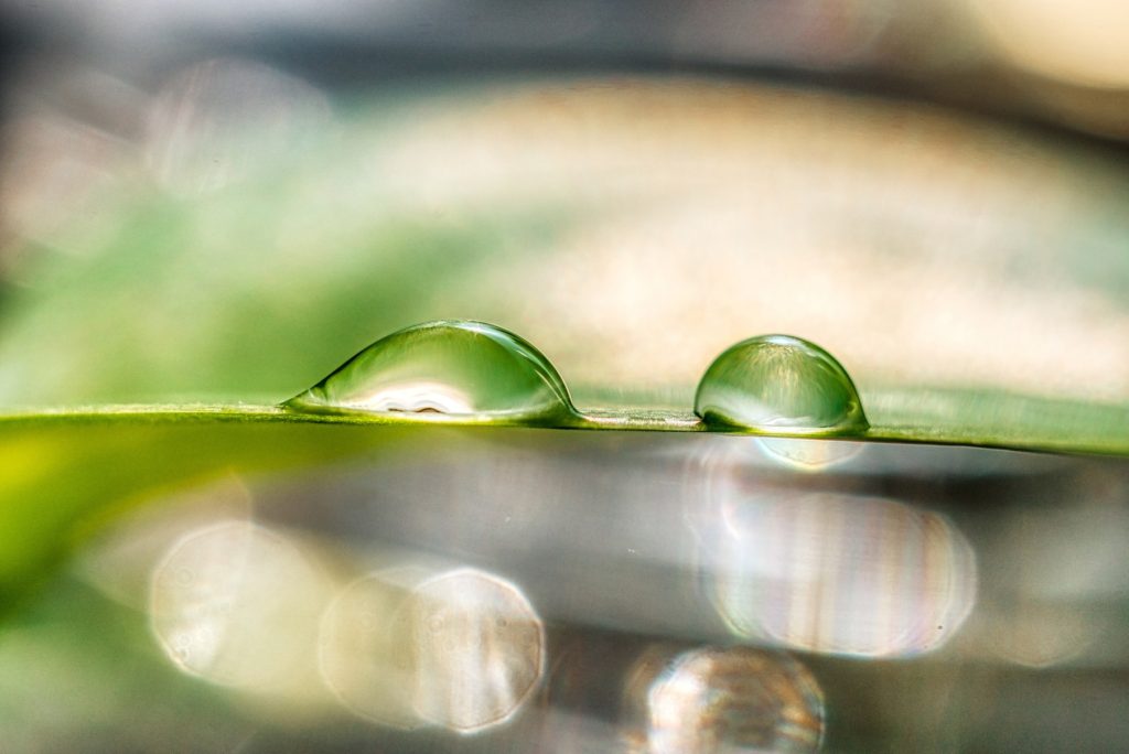 Water drops on leaf